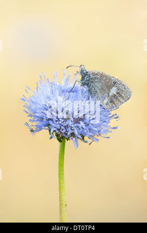 Butterfly covered with water drops or bubbles on a blue flower blossom Stock Photo