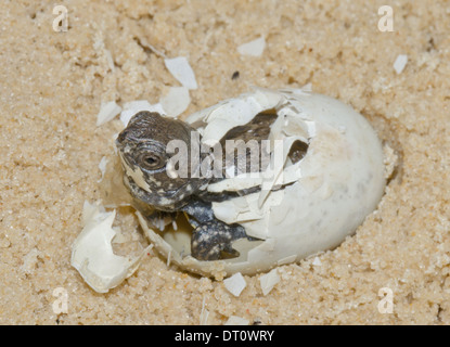 European Pond Tortoise Hatching from Egg (Emys orbicularis) Sequence 12 (of 20) Stock Photo