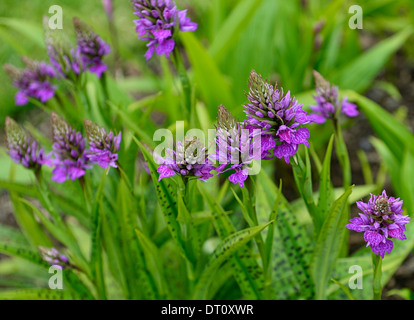 dactylorhiza x braunii purple flower flowers green foliage leaves plants perennials marsh orchids flowering terrestrial orchid Stock Photo