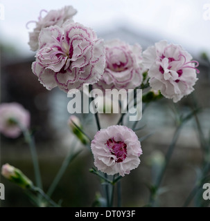 dianthus gran's favourite pink white flowers flower flowering carnations pinks sweet Williams Stock Photo