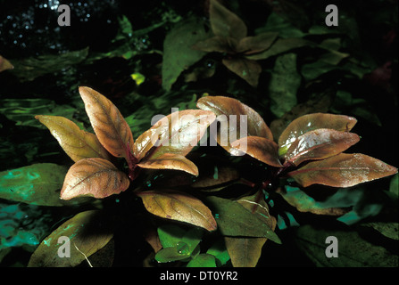 Alternanthera reineckii 'roseafolia' Amaranthaceae South America Stock Photo