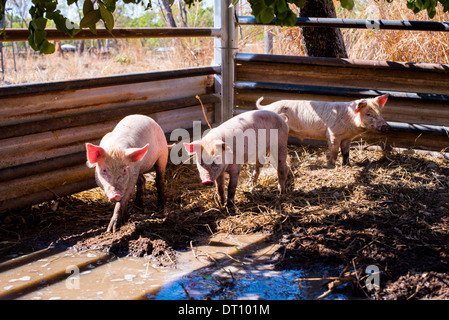 Three pigs in muddy pen Stock Photo