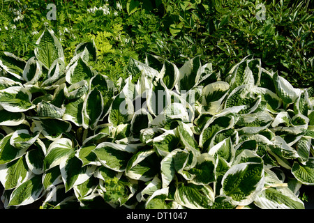 hosta fortunei twilight green cream white variegated leaf leaves foliage shade loving plant tolerate sun Stock Photo