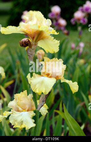 iris commandante Bearded Iris germanica German Iris Rhizomatous yellow colour color bloom flower blossom Stock Photo