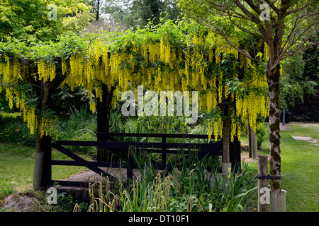 Yellow laburnum flowers flowers racemes cover covering covered pergola wooden feature garden climber climbing gardening Stock Photo