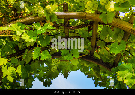 Close-up of arch with leafy vines and wine-making grapes on a sunny day. Stock Photo