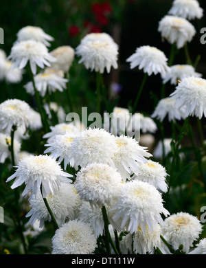 leucanthemum x superbum wirral supreme white flowers flower flowering             double shasta daisy daisies Stock Photo