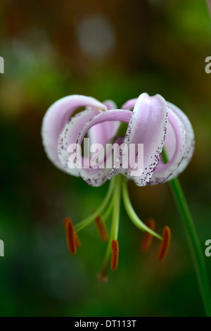 lilium lankongense lily lilies pink white flowers speckled markings petals bulbs plant portraits closeup turks cap Stock Photo