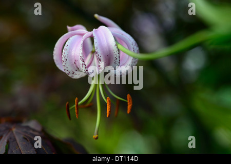 lilium lankongense lily lilies pink white flowers speckled markings petals bulbs plant portraits closeup turks cap Stock Photo