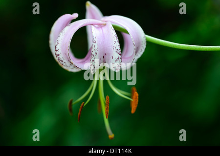 lilium lankongense lily lilies pink white flowers speckled markings petals bulbs plant portraits closeup turks cap Stock Photo