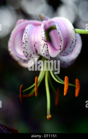 lilium lankongense lily lilies pink white flowers speckled markings petals bulbs plant portraits closeup turks cap Stock Photo