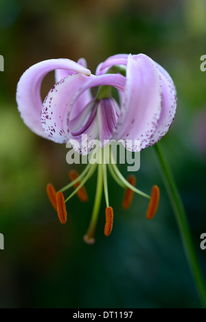 lilium lankongense lily lilies pink white flowers speckled markings petals bulbs plant portraits closeup turks cap Stock Photo