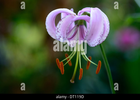 lilium lankongense lily lilies pink white flowers speckled markings petals bulbs plant portraits closeup turks cap Stock Photo