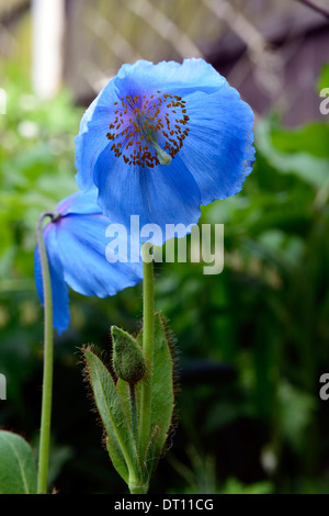 meconopsis betonicifolia Himalayan blue poppy poppies flower flowers flowering shade shady shaded garden