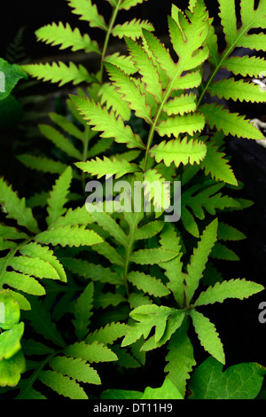 onoclea sensibilis sensitive fern bead fern perennial plant portraits green foliage leaves fronds Stock Photo