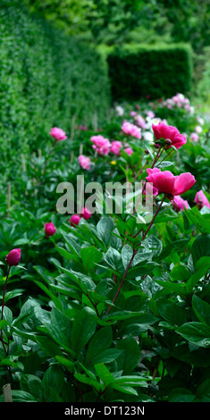 paeonia lactiflora dorothy peonies peony pink flower flowers perennial herbaceous bed border Stock Photo