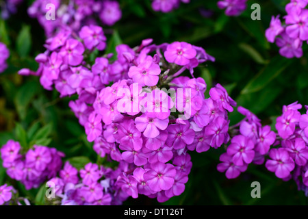 Phlox paniculata Amethyst Garden Phlox violet purple perennial flowers blooms blossoms herbaceous Stock Photo