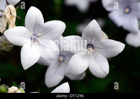 Platycodon grandiflorus alba white balloon flower Campanula grandiflora Chinese japanese Bellflower Toraji flowers flowering Stock Photo