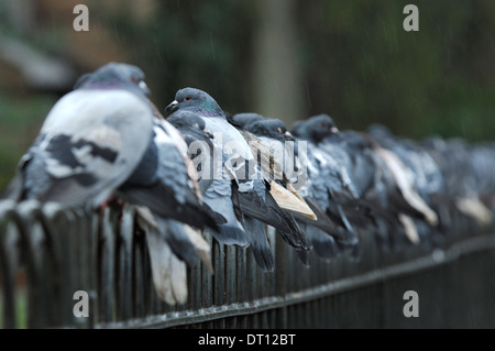 Flock of pigeons sitting on a fence in the rain Stock Photo