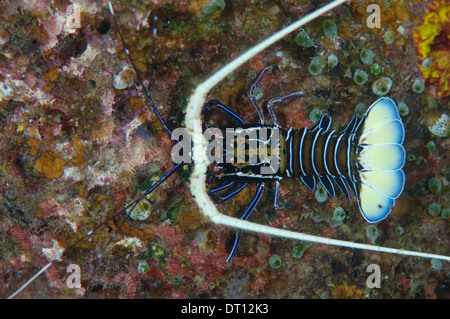 Painted Spiny Lobster, Panulirus versicolour, Individual taken from above, Halmahera, Maluku Islands, Indonesia Stock Photo