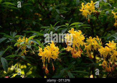 rhododendron luteum yellow azalea pontica rhododendrons shrubs yellow flowers flowering ericaceous tree shrub Stock Photo