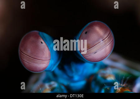 Peacock Mantis Shrimp, Odontodactylus scyllarus, Extreme close up of eyes, Halmahera, Maluku Islands, Indonesia Stock Photo