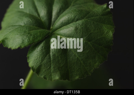 Green leaf close up isolated on black Stock Photo
