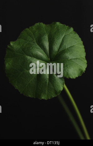 Green leaf close up isolated on black Stock Photo
