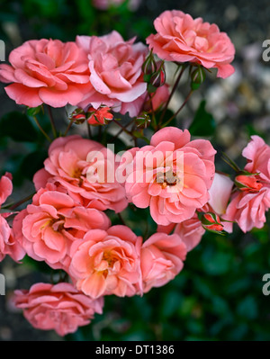 rosa fascination poulmax shrub rose roses pink flower flowering bloom blooming Stock Photo