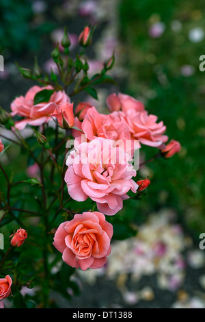 rosa fascination poulmax shrub rose roses pink flower flowering bloom blooming Stock Photo