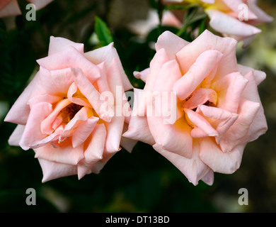 rosa lady macrobert coclent floribunda rose roses blush pink flower flowers bloom flowering blooming Stock Photo