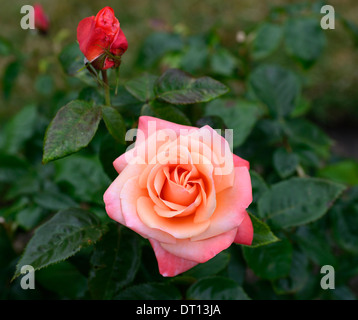 rosa silver jubilee rose hybrid tea pink apricot double flower flowers blooms roses Stock Photo