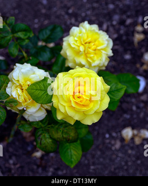rosa top rose floribunda roses yellow flowers roses blooms blooming Stock Photo