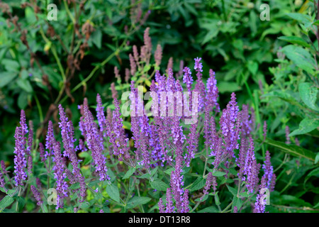 Salvia amplexicaulis herbaceous perennial stem-clasping stem leaves ...