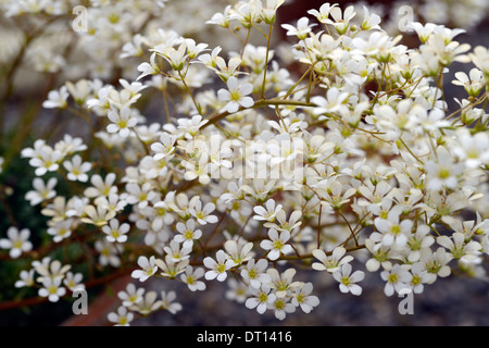 saxifraga longifolia francis cade Pyrenean Saxifrage white flower spike inflorescence long white flowers Stock Photo