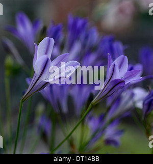 triteleia laxa koningin queen fabiola triplet lily closeup selective focus purple flowers plant portraits bulb bulbous Stock Photo