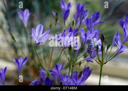 triteleia laxa koningin queen fabiola triplet lily closeup selective focus purple flowers plant portraits bulb bulbous Stock Photo