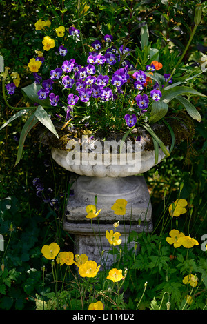 stone urn planter filled with purple violas yellow welsh poppy poppies garden display mix mixed planting scheme gardening design Stock Photo