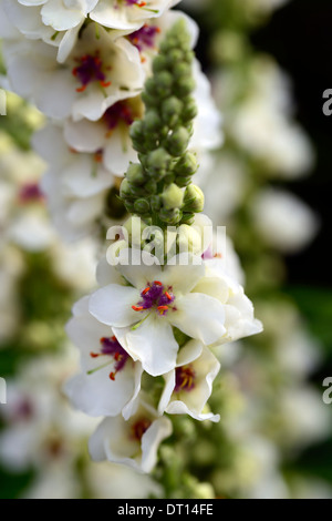 Verbascum Kynaston flower spikes spires mullein mulleins white flower flowers flowering perennials Stock Photo