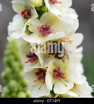 Verbascum Kynaston flower spikes spires mullein mulleins white flower flowers flowering perennials bee feed feeding Stock Photo