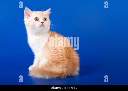 Creamy tabby scottish straight shorthair two months cat on blue Stock Photo