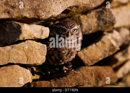 A Little Owl perched on some rocks Stock Photo