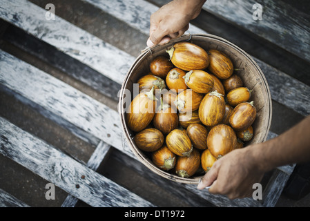 Woodstock New York USA bowl of freshly harvested vegetables acorn squash Stock Photo