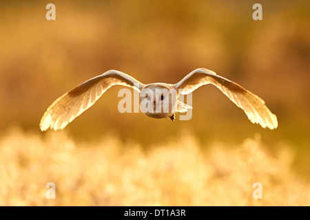 A Barn Owl flying a over fields at sunset Stock Photo