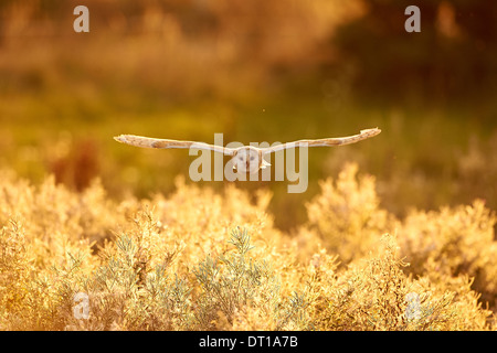 A Barn Owl flying a over fields at sunset Stock Photo