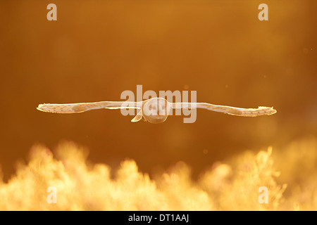 A Barn Owl flying a over fields at sunset Stock Photo