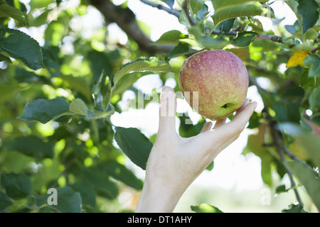 Woodstock New York USA woman's hand fresh apple organic orchard Stock Photo