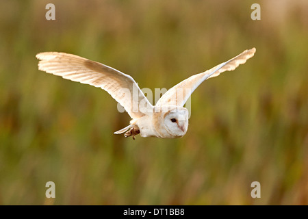 A Barn Owl flying a over fields at sunset Stock Photo