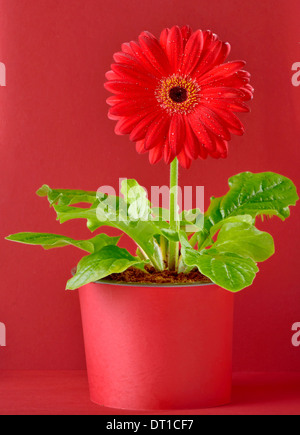 red gerbera flower isolated on red background Stock Photo