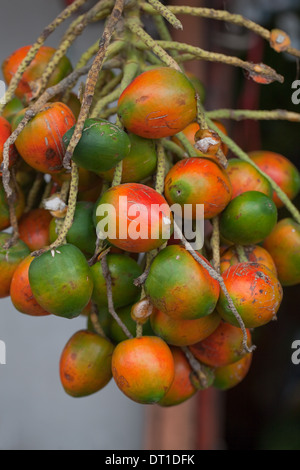 Oil Palm (Elaeis guineensis), tree fruits or 'nuts'.Roadside market stall. Costa Rica. Stock Photo